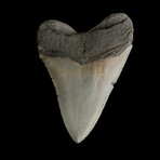4.04" Serrated Megalodon Tooth