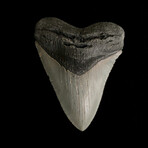 4.04" Serrated Megalodon Tooth