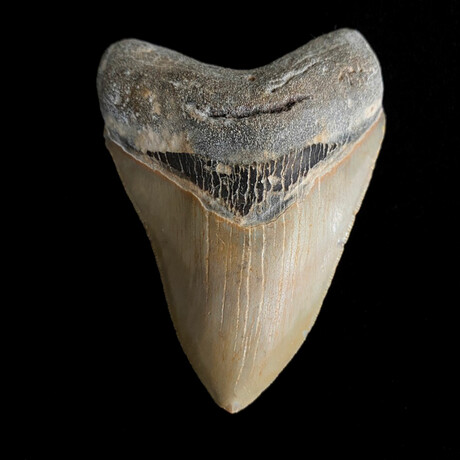 4.10" High Quality Serrated Megalodon Tooth