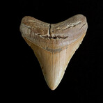 3.90" High Quality Serrated Megalodon Tooth