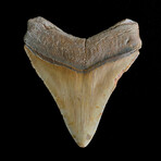 3.90" High Quality Serrated Megalodon Tooth