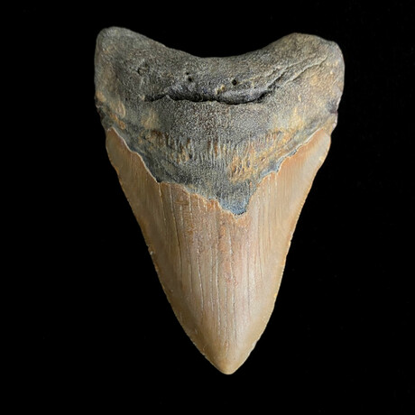 4.82" High Quality Megalodon Tooth