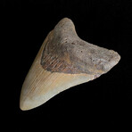 3.99" High Quality Megalodon Tooth