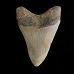 3.99" High Quality Megalodon Tooth