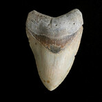 4.19" High Quality Megalodon Tooth