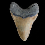 5.09" Megalodon Tooth