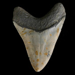 5.49" High Quality Megalodon Tooth
