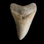 4.43" Serrated Megalodon Tooth