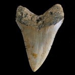 5.05" Megalodon Tooth