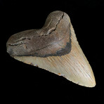 5.04" High Quality Megalodon Tooth