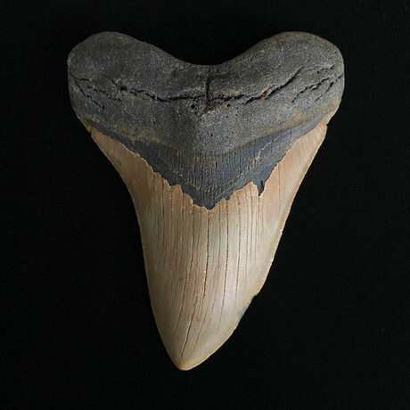 5.16" Serrated Megalodon Tooth