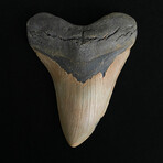 5.16" Serrated Megalodon Tooth