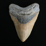 5.16" High Quality Megalodon Tooth