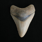 3.85" High Quality Megalodon Tooth