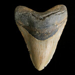 5.18" Megalodon Tooth