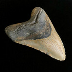 5.18" Megalodon Tooth