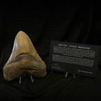 5.74" Massive High Quality Serrated Megalodon Tooth