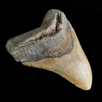 5.18" High Quality Megalodon Tooth