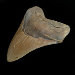5.74" Massive High Quality Serrated Megalodon Tooth