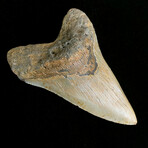 5.05" Megalodon Tooth
