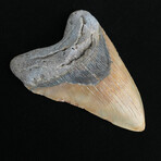 5.16" High Quality Megalodon Tooth