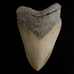 5.53" Serrated Megalodon Tooth