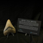3.85" High Quality Megalodon Tooth