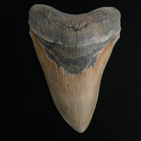 5.68" High Quality Serrated Megalodon Tooth
