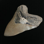 5.48" High Quality Megalodon Tooth