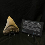 5.04" High Quality Megalodon Tooth