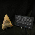 4.50" Serrated Megalodon Tooth