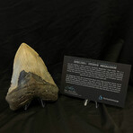 5.58" Massive Megalodon Tooth