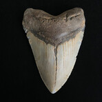 5.07" High Quality Megalodon Tooth