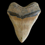 5.93" Massive High Quality Megalodon Tooth