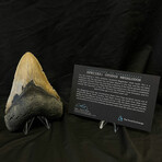 5.09" Megalodon Tooth