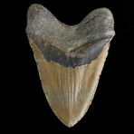 5.77" High Quality Megalodon Tooth