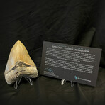 4.10" High Quality Serrated Megalodon Tooth