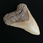 4.92" Megalodon Tooth