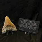 4.98" High Quality Megalodon Tooth