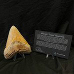 5.14" Beautiful Serrated Megalodon Tooth