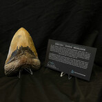 5.77" High Quality Megalodon Tooth