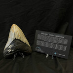 5.49" High Quality Megalodon Tooth
