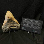 5.93" Massive High Quality Megalodon Tooth