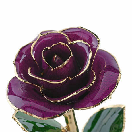 Forever Rose // Purple