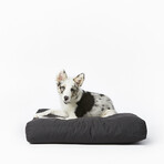 Inside Bundle // Dog Bed + 2 Navy Falcon Toys // Dark Shadow + Light Blue + Navy (XS/S)