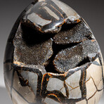 Genuine Polished Septarian Egg