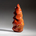 Genuine Polished Petrified Wood Flame