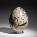 Genuine Polished Septarian Egg