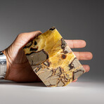 Genuine Polished Septarian Cube