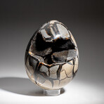 Genuine Polished Septarian Egg